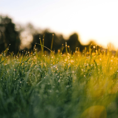 The Benefits of Morning Dew