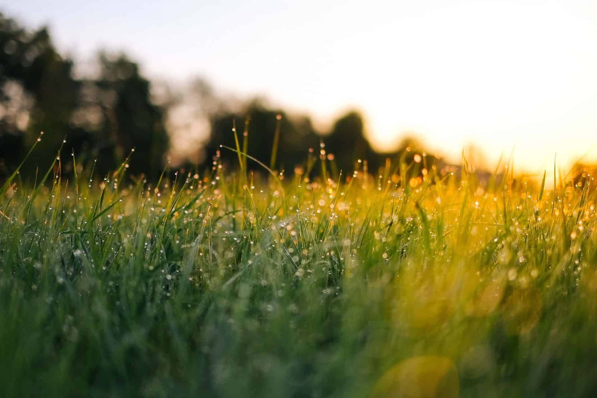 Morning Dew Grassy